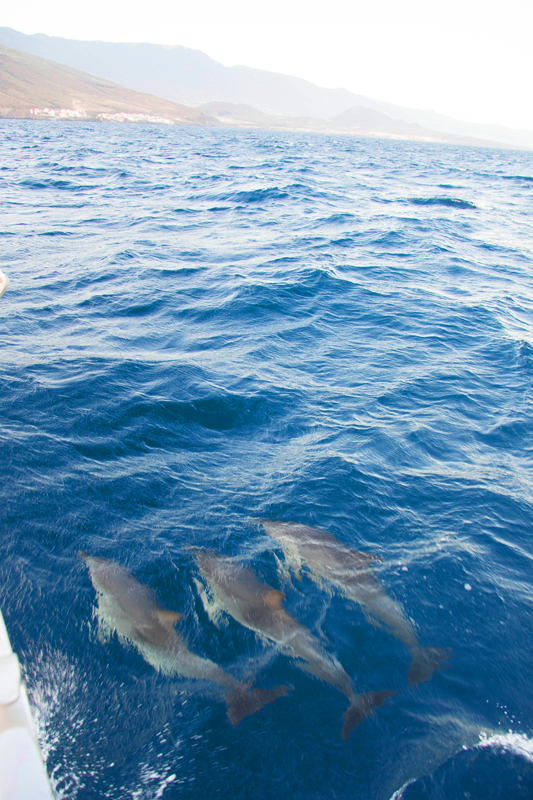 Дельфины на Тенерифе